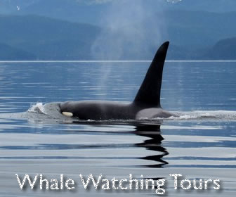 Whale Watching Tours on Alaska Cruises
