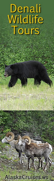 Denali Park Alaska Wildlife Tours